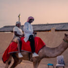 Amanos-Dubai-Desert-Camp-camel